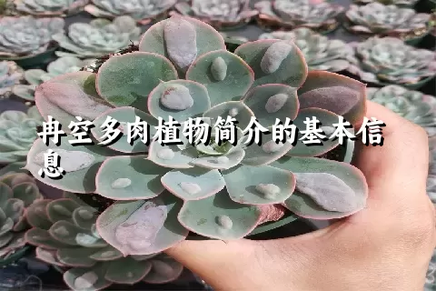 冉空多肉植物简介的基本信息