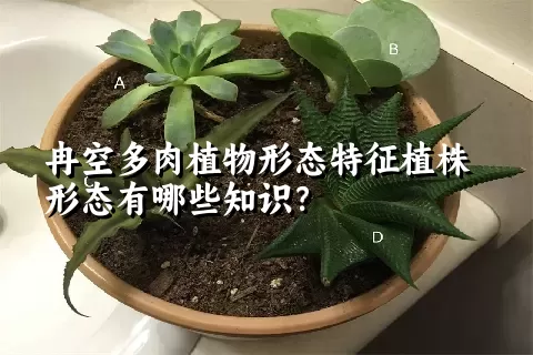 冉空多肉植物形态特征植株形态有哪些知识？