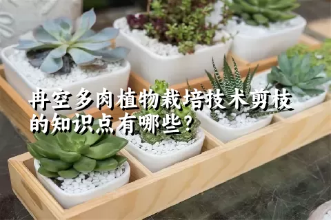 冉空多肉植物栽培技术剪枝的知识点有哪些？