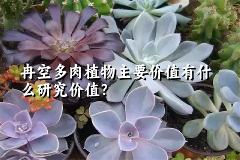 冉空多肉植物主要价值有什么研究价值？