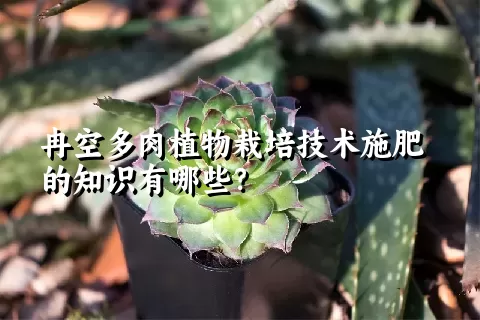 冉空多肉植物栽培技术施肥的知识有哪些？ 