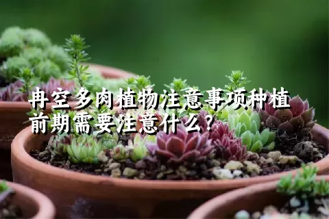 冉空多肉植物注意事项种植前期需要注意什么？ 