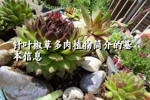 针叶椒草多肉植物简介的基本信息