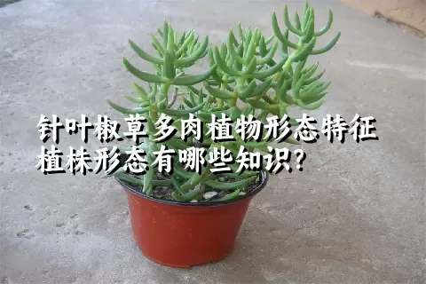 针叶椒草多肉植物形态特征植株形态有哪些知识？