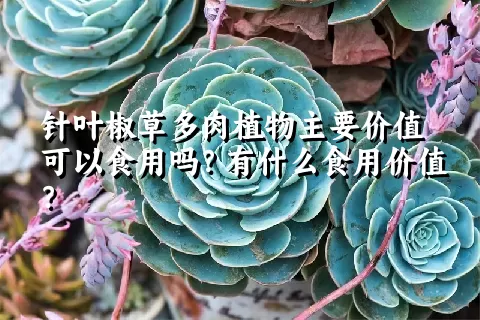 针叶椒草多肉植物主要价值可以食用吗？有什么食用价值？