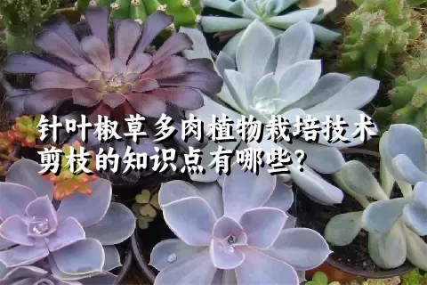 针叶椒草多肉植物栽培技术剪枝的知识点有哪些？