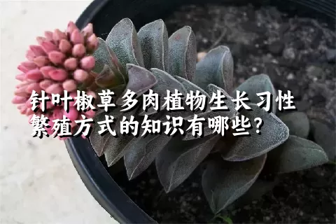 针叶椒草多肉植物生长习性繁殖方式的知识有哪些？