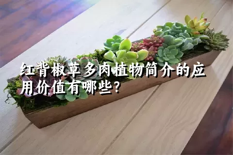 红背椒草多肉植物简介的应用价值有哪些？