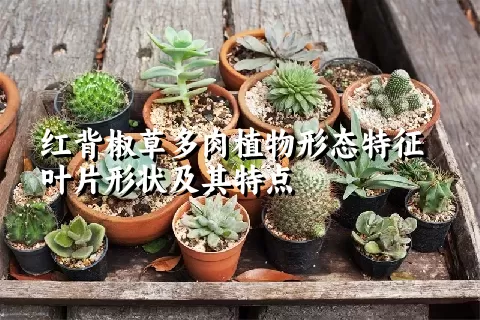 红背椒草多肉植物形态特征叶片形状及其特点