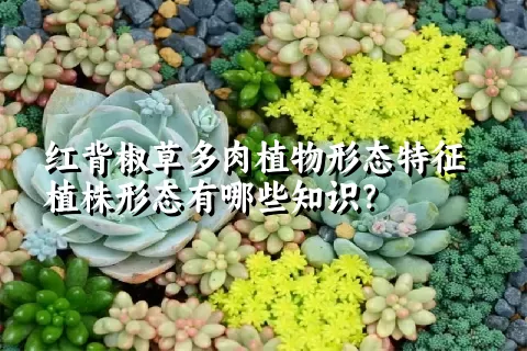 红背椒草多肉植物形态特征植株形态有哪些知识？