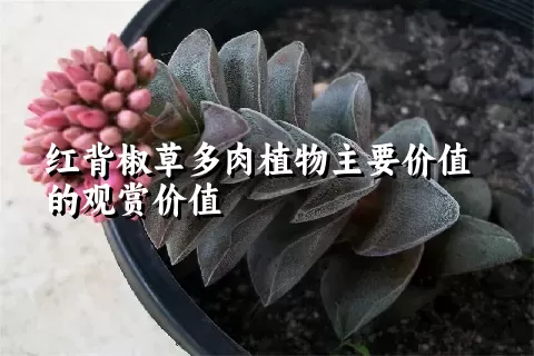 红背椒草多肉植物主要价值的观赏价值