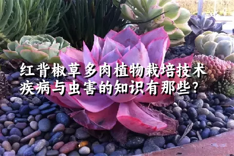 红背椒草多肉植物栽培技术疾病与虫害的知识有那些？ 