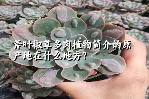 斧叶椒草多肉植物简介的原产地在什么地方？