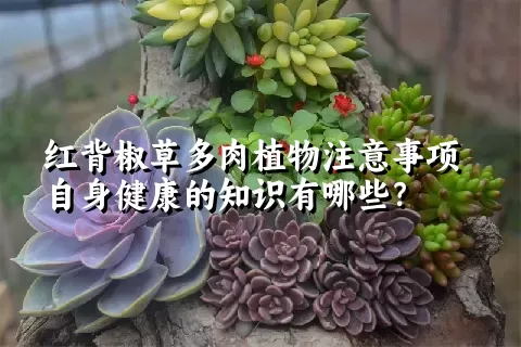 红背椒草多肉植物注意事项自身健康的知识有哪些？