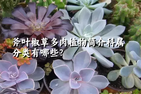 斧叶椒草多肉植物简介科属分类有哪些？