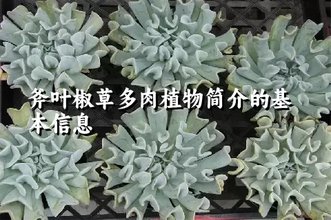 斧叶椒草多肉植物简介的基本信息