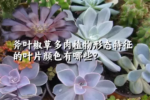 斧叶椒草多肉植物形态特征的叶片颜色有哪些？