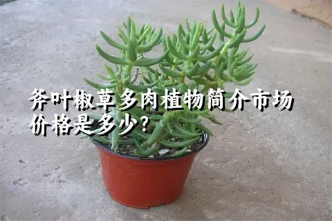 斧叶椒草多肉植物简介市场价格是多少？