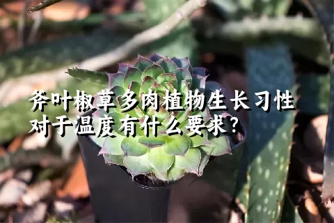 斧叶椒草多肉植物生长习性对于温度有什么要求？