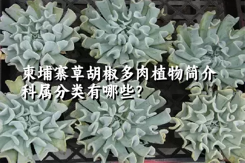 柬埔寨草胡椒多肉植物简介科属分类有哪些？