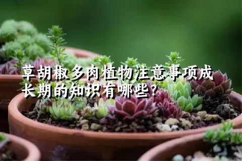 草胡椒多肉植物注意事项成长期的知识有哪些？ 