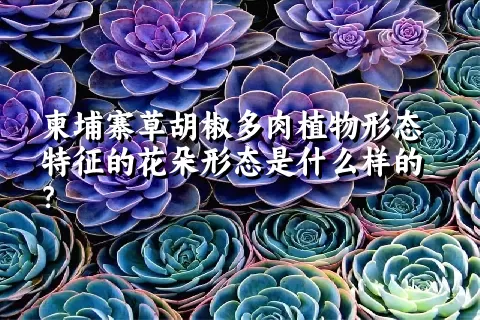 柬埔寨草胡椒多肉植物形态特征的花朵形态是什么样的？