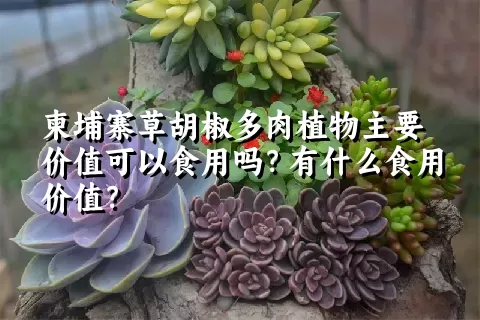 柬埔寨草胡椒多肉植物主要价值可以食用吗？有什么食用价值？