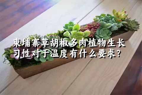 柬埔寨草胡椒多肉植物生长习性对于温度有什么要求？