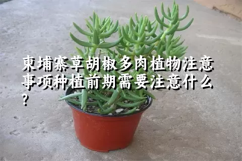 柬埔寨草胡椒多肉植物注意事项种植前期需要注意什么？ 