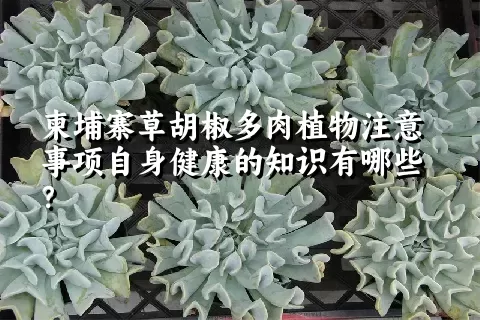 柬埔寨草胡椒多肉植物注意事项自身健康的知识有哪些？