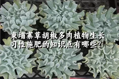 柬埔寨草胡椒多肉植物生长习性施肥的知识点有哪些？	