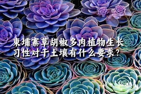 柬埔寨草胡椒多肉植物生长习性对于土壤有什么要求？	