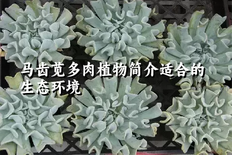 马齿苋多肉植物简介适合的生态环境