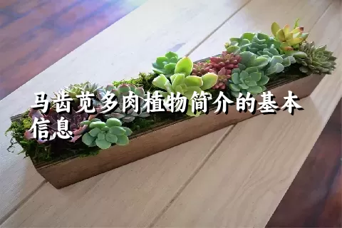 马齿苋多肉植物简介的基本信息