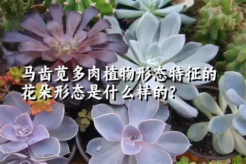 马齿苋多肉植物形态特征的花朵形态是什么样的？