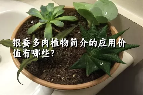 银蚕多肉植物简介的应用价值有哪些？