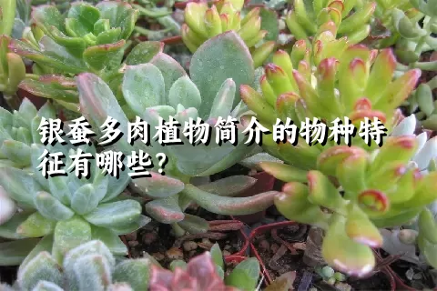 银蚕多肉植物简介的物种特征有哪些？