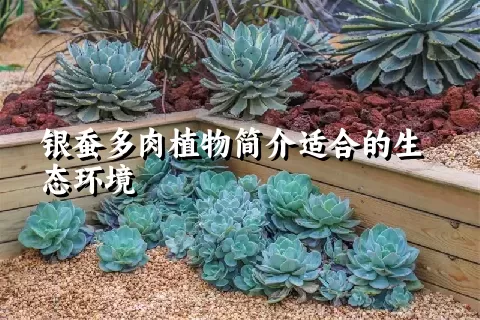 银蚕多肉植物简介适合的生态环境