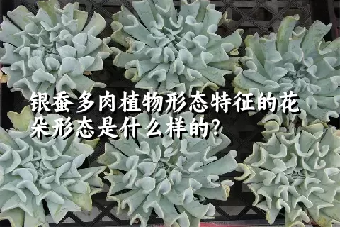 银蚕多肉植物形态特征的花朵形态是什么样的？