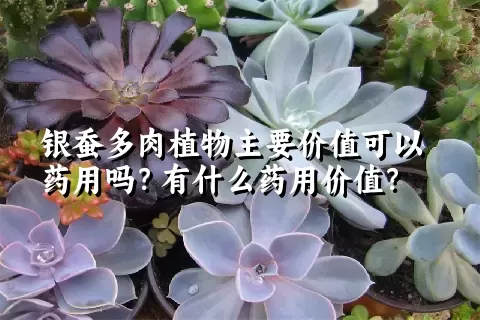 银蚕多肉植物主要价值可以药用吗？有什么药用价值？