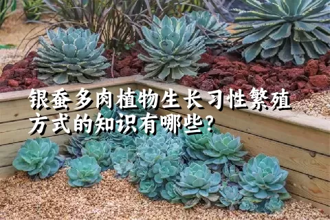 银蚕多肉植物生长习性繁殖方式的知识有哪些？