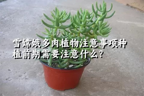 雪嫦娥多肉植物注意事项种植前期需要注意什么？ 