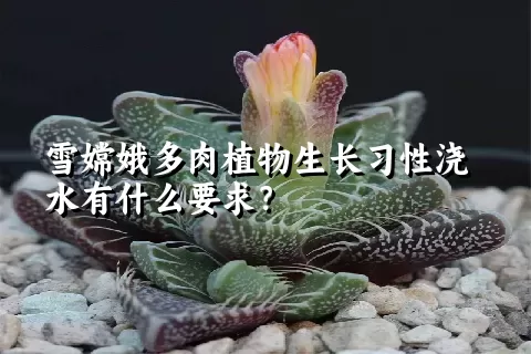 雪嫦娥多肉植物生长习性浇水有什么要求？	