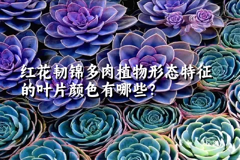 红花韧锦多肉植物形态特征的叶片颜色有哪些？