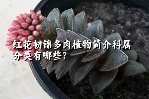 红花韧锦多肉植物简介科属分类有哪些？