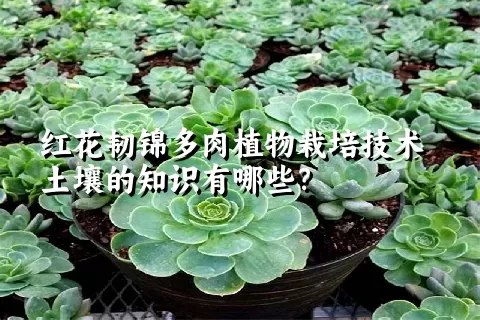 红花韧锦多肉植物栽培技术土壤的知识有哪些？