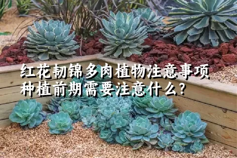 红花韧锦多肉植物注意事项种植前期需要注意什么？ 