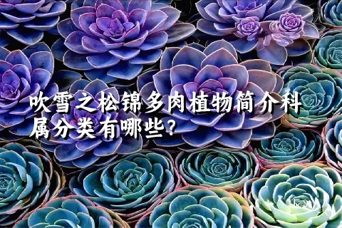 吹雪之松锦多肉植物简介科属分类有哪些？