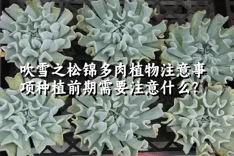 吹雪之松锦多肉植物注意事项种植前期需要注意什么？ 