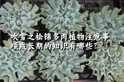 吹雪之松锦多肉植物注意事项成长期的知识有哪些？ 